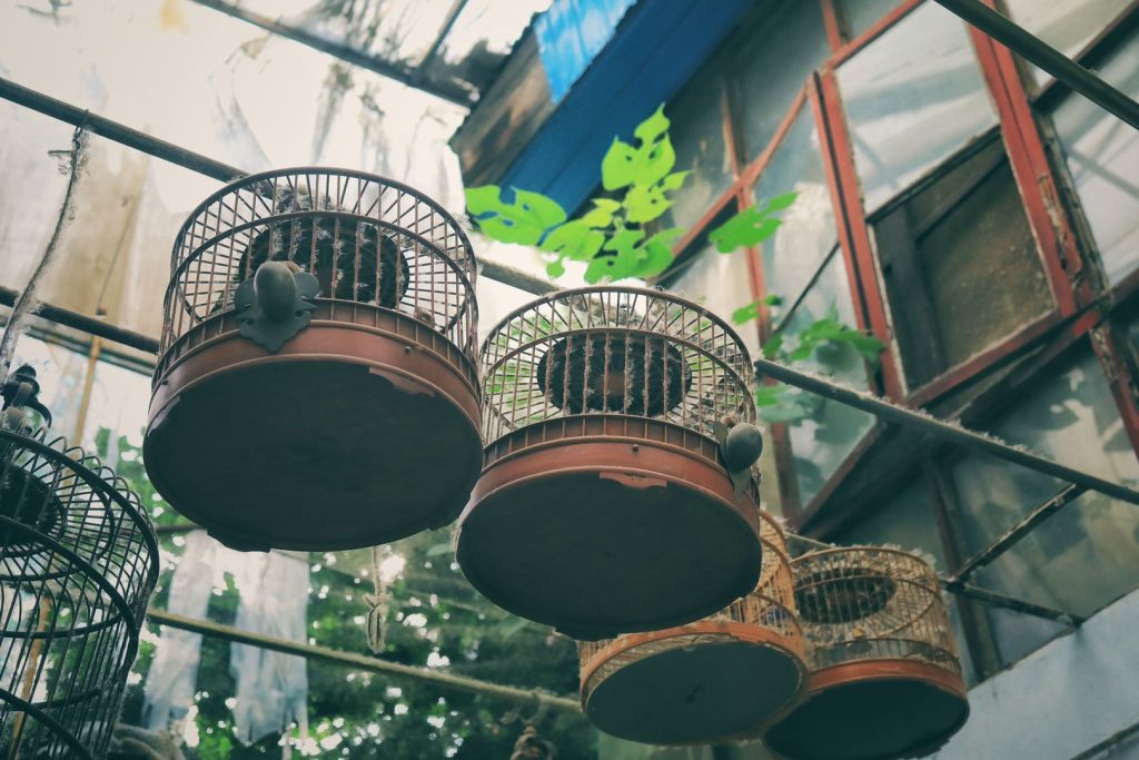 Birdcages in the Hutongs